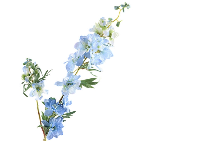 Delphinium Blue