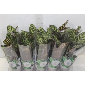 CALATHEA MAKOYAMA P12