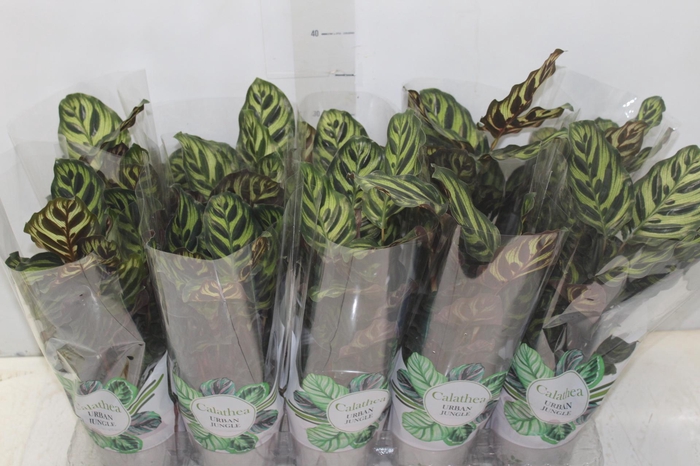 <h4>CALATHEA MAKOYAMA P12</h4>