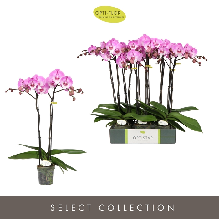 <h4>PHAL OPTISTAR HENDRIX 2 SPIKE</h4>