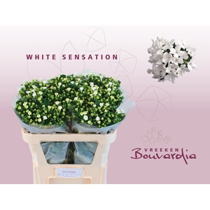 Bouvardia White Sensation Vreeken