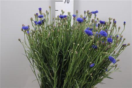 <h4>Centaurea cyanus</h4>