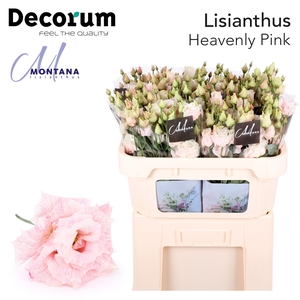 Lisianthus Dye heavenly pink