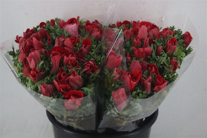 <h4>Anem Mistral Red</h4>