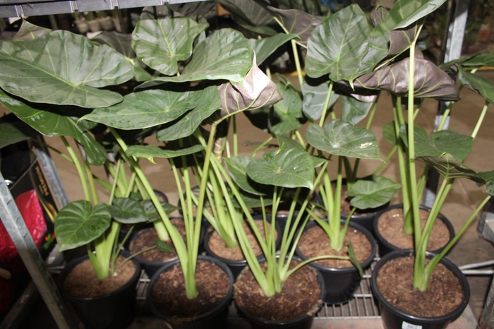 <h4>ALOCASIA REGAL SHIELDS P24</h4>