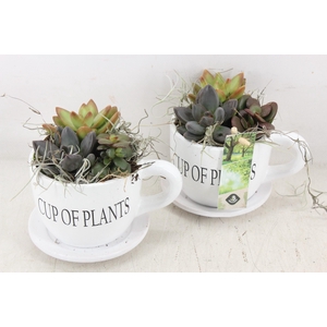 arr2 JS - Cup of plants ech.