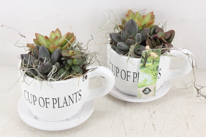 <h4>arr2 JS - Cup of plants ech.</h4>