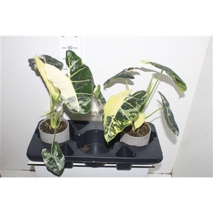 Alocasia Frydek Variegata Keramiek Grijs