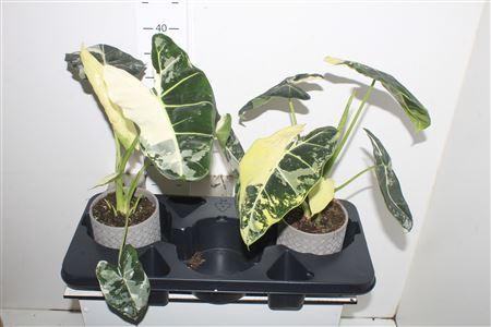 <h4>Alocasia Frydek Variegata Keramiek Grijs</h4>
