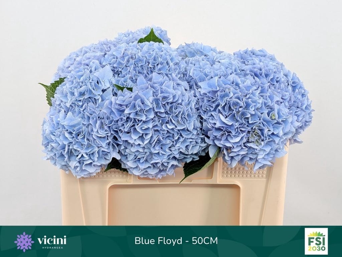 <h4>HYDR M MAG PI FLOY B</h4>