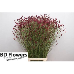 Sanguisorba Of Rising Star
