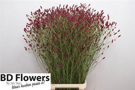 <h4>Sanguisorba Of Rising Star</h4>