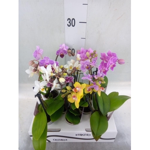 Phalaenopsis   ...mini