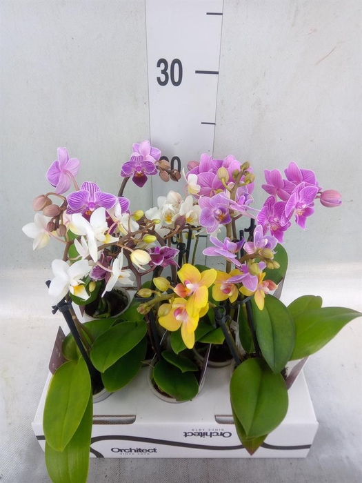 <h4>Phalaenopsis   ...mini</h4>