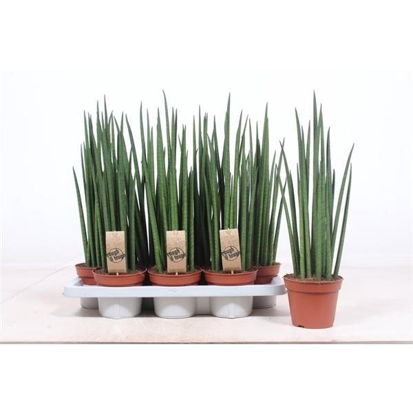 <h4>Sansevieria bacularis</h4>