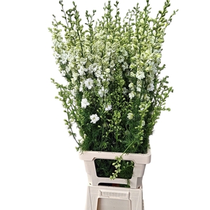 Consolida White