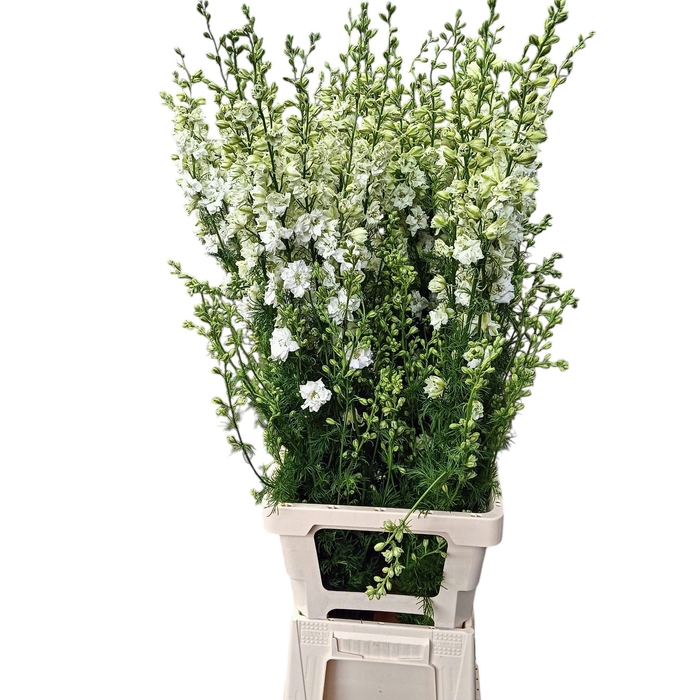 <h4>Consolida White</h4>