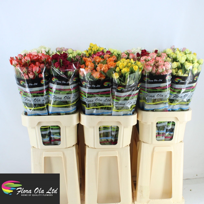 <h4>R TR GEM IN FUST</h4>