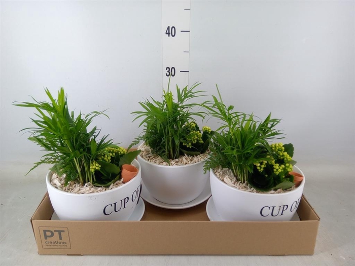 <h4>Arr.    Planten  H%</h4>