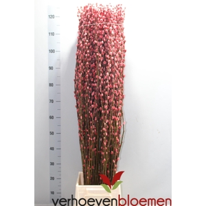 SALIX  SN FLA KLB H%