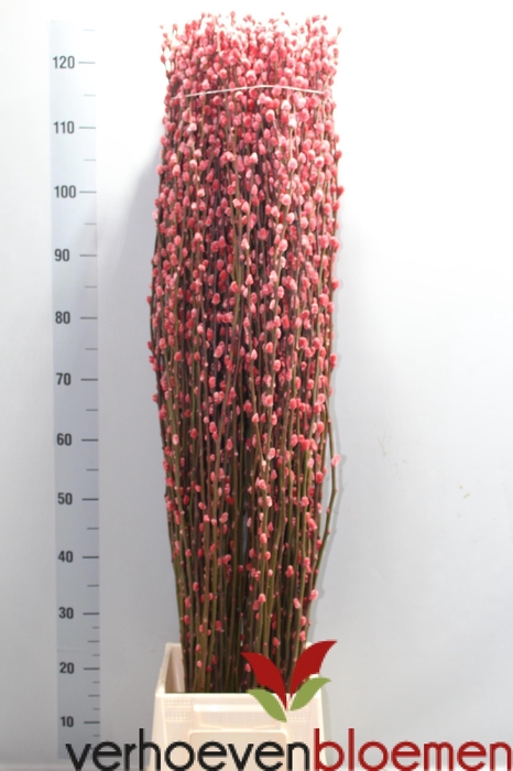 <h4>SALIX  SN FLA KLB H%</h4>