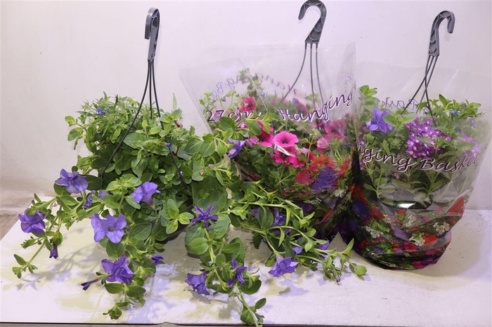 <h4>arr8 Hanging Baskets</h4>