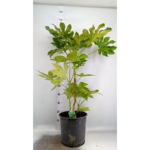 Fatsia japonica   ...