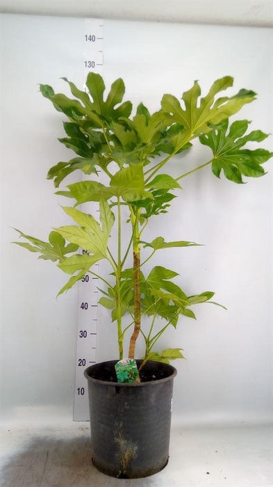 <h4>Fatsia japonica   ...</h4>