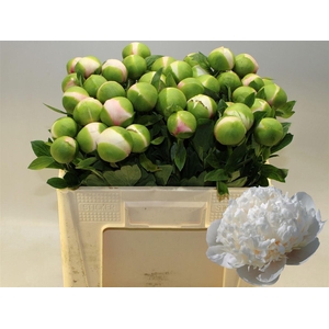 Paeo L Col Owen Cousin