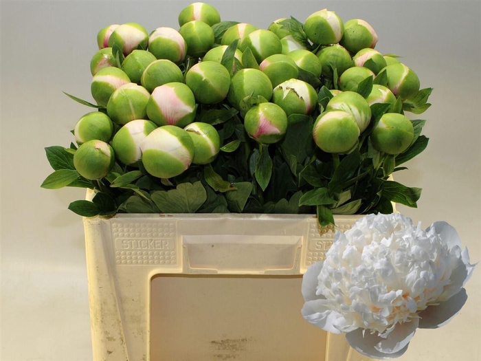 <h4>Paeo L Col Owen Cousin</h4>