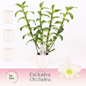 Dendrobium Nobilé, Apollon 4-spike in Lotte White 'Exclusiva Orchidea'