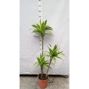 Dracaena fr de 'LemonLime'