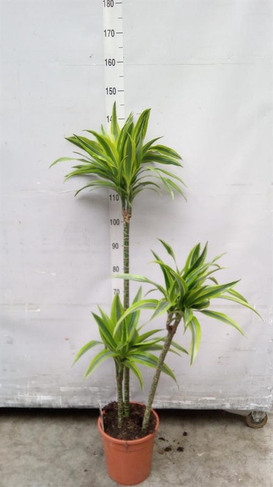 <h4>Dracaena fr de 'LemonLime'</h4>