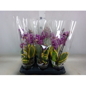 Phalaenopsis multi. 'Magic Leaf'