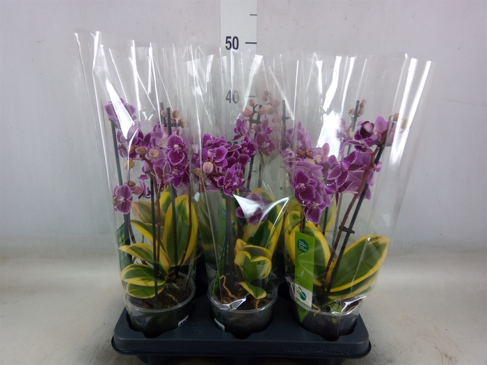 <h4>Phalaenopsis multi. 'Magic Leaf'</h4>