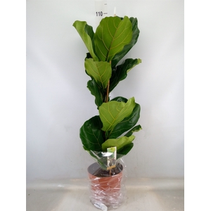 Ficus lyrata