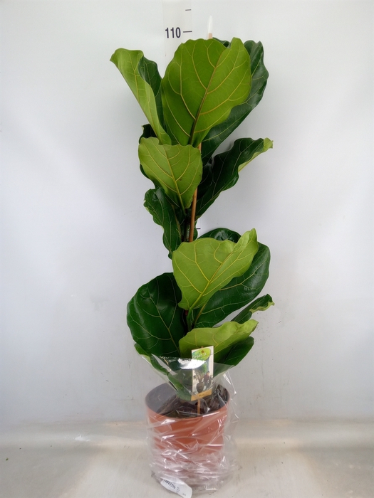 <h4>Ficus lyrata</h4>