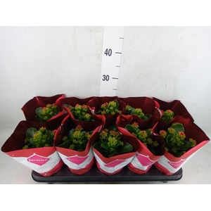 Kalanchoe blos. 'Specialty Fogo'