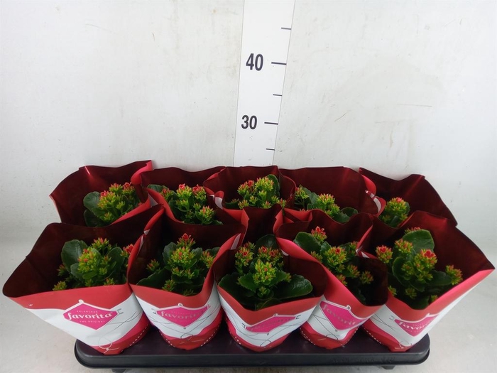 <h4>Kalanchoe blos. 'Specialty Fogo'</h4>