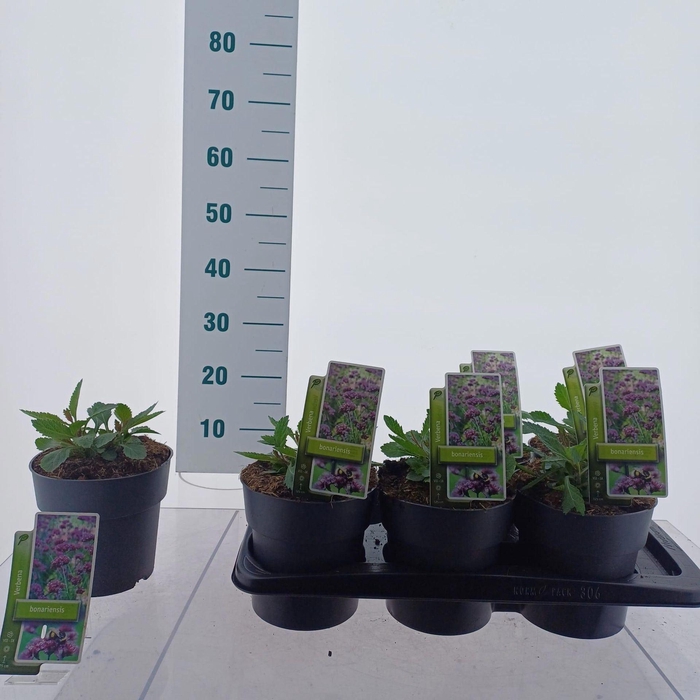 <h4>Verbena bonariensis</h4>