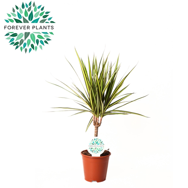 <h4>Dracaena Golden Dragon p14</h4>