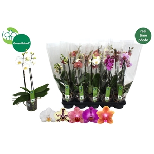PHAL GEM 5 KL