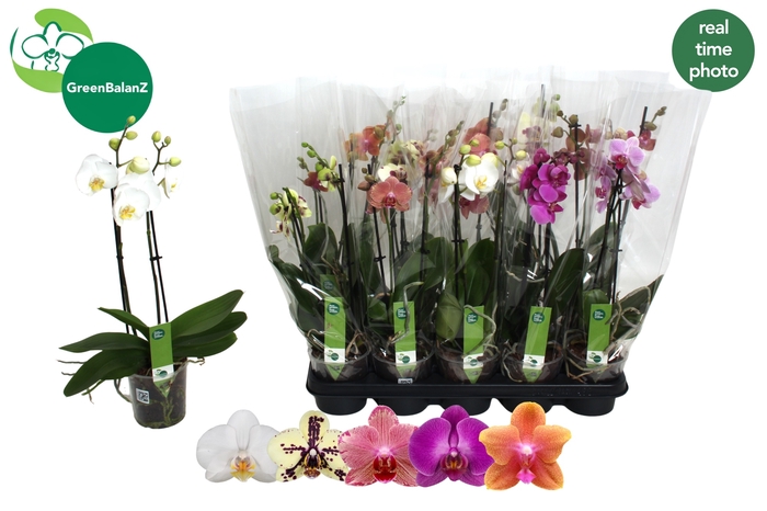 <h4>PHAL GEM 5 KL</h4>