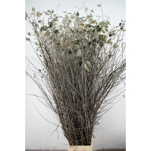 CORNUS ALBA ABEEL VERTAKT 200CM