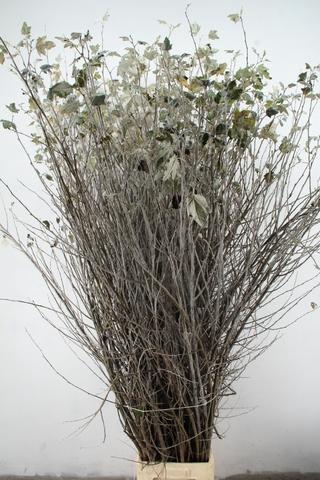 <h4>CORNUS ALBA ABEEL VERTAKT 200CM</h4>