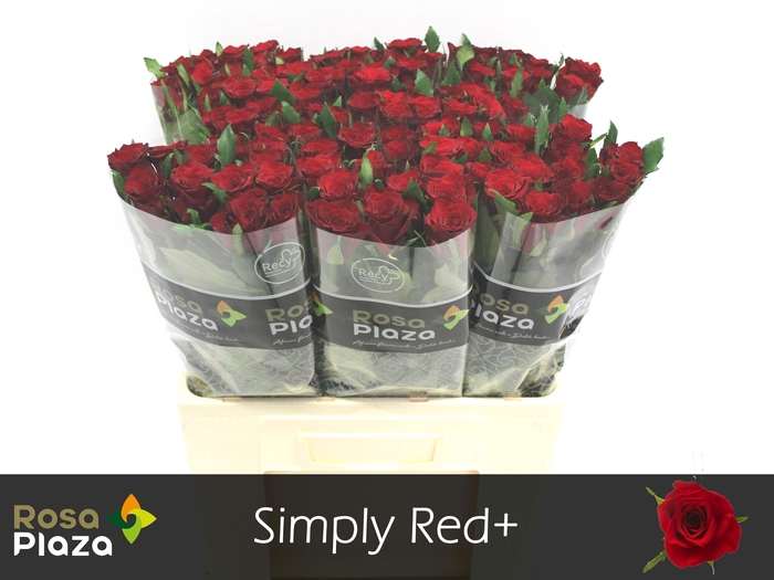 <h4>R GR SIMPLY RED+</h4>