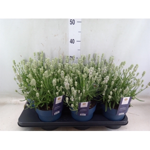 Lavandula angus.