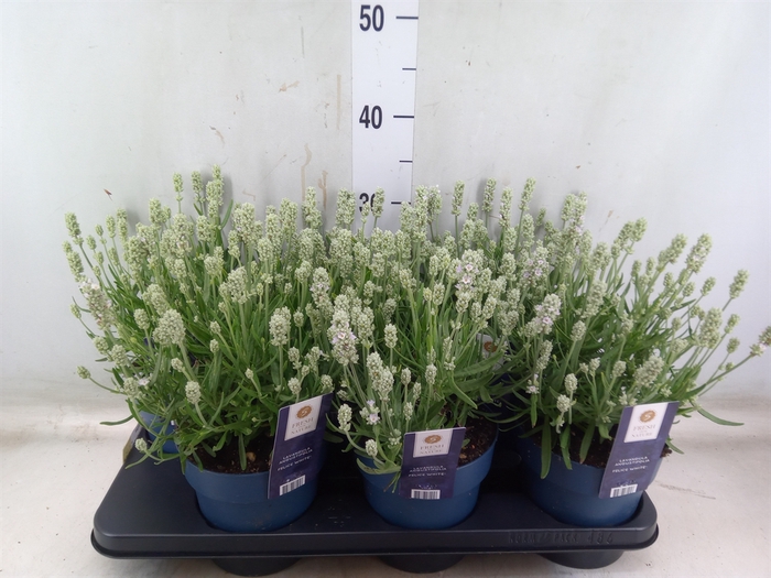 <h4>Lavandula angus.</h4>