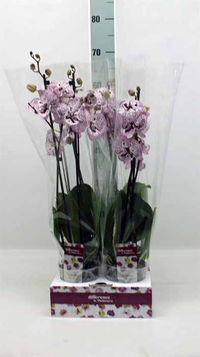 <h4>Phalaenopsis   ...</h4>