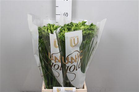 <h4>Fr Du Essence</h4>